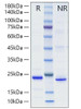 Recombinant Mouse TNFSF15/TL1A Protein (RPCB0013)