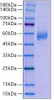 Recombinant Human AMHR2/MISR2 Protein (RPCB0025)