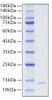 Recombinant Human/Mouse/Rat HMGB1 Box1 Protein (RPCB0029)