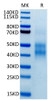 Biotinylated Recombinant Human NKG2-2A/KLRC1/CD159a Protein (RPCB0038)