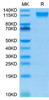 Biotinylated Recombinant Human Semaphorin-4D/SEMA4D/CD100 Protein (RPCB0073)