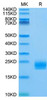 Biotinylated Recombinant Human LAIR-2/CD306 Protein (RPCB0077)