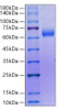Recombinant Human SLAMF6/NTB-A/CD352 Protein (RPCB0084)