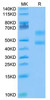 Biotinylated Recombinant Cynomolgus CD3E&CD3D Protein (Primary Amine Labeling) (RPCB0096)