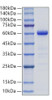 Recombinant Mouse Ephrin-B3/EFNB3 Protein (RPCB0102)