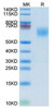 Biotinylated Recombinant Human MHC class I polypeptide-related sequence A/MIC-A Protein (RPCB0103)