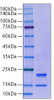 Recombinant Human Caspase-7/CASP7 Protein (RPCB0109)