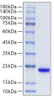 Recombinant Mouse FGF-7/HBGF-7/KGF Protein (RPCB0112)