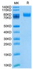 Biotinylated Recombinant Mouse ALCAM/CD166 Protein (RPCB0113)