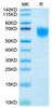 Biotinylated Recombinant Human FGFR-4/CD334 Protein (RPCB0116)