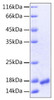 Recombinant Human VEGF-A/VEGF121(K321N) Protein (RPCB0131)