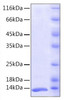 Recombinant Human FKBP1A/FKBP12  Protein (RPCB0142)