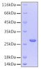 Recombinant Human CNTF Protein (RPCB0150)