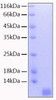 Recombinant Human Neddylin/NEDD8 Protein (RPCB0152)