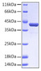 Recombinant Human EphA2/ECK Protein (RPCB0164)