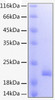 Recombinant Human TNFSF9/4-1BB Ligand Protein (RPCB0166)