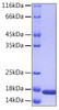 Recombinant Human IL-36 alpha/IL-1F6 Protein (RPCB0170)