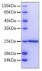 Recombinant Human Bcl-2 Protein (RPCB0172)