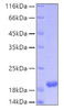 Recombinant Human MANF Protein (RPCB0182)