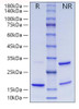 Recombinant Human ISG15 Protein (RPCB0183)