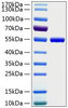 Recombinant Human LEU3/CD4 Protein (RPCB0184)
