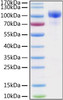 Recombinant Human ErbB-3/HER3 Protein (RPCB0188)