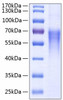 Recombinant Human B7-2/CD86 Protein (RPCB0191)