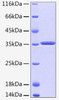 Recombinant Human HTRA2 Protein (RPCB0199)