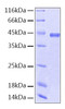 Recombinant Human Serpin F1/PEDF Protein (RPCB0201)