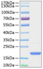 Recombinant Human TNFSF13B/BAFF/CD257 Protein (RPCB0202)