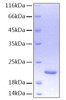 Recombinant Human TNFSF15/TL1 Protein (RPCB0203)