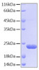 Recombinant Human BID Protein (RPCB0222)