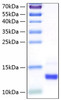 Recombinant Human Colipase/CLPS Protein (RPCB0229)