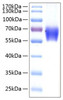 Recombinant Human PD-1/PDCD1/CD279 Protein (RPCB0236)