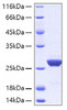 Recombinant Human Apolipoprotein A-I/APOA1 Protein (RPCB0243)
