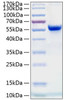 Recombinant Human Ephrin-A4/EFNA4 Protein (RPCB0253)