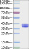 Recombinant Human Cell surface A33 antigen/GPA33 Protein (RPCB0262)