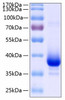 Recombinant Human TNFRSF12A/TWEAKR/CD266 Protein (RPCB0263)