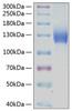 Recombinant Human PDGFR-alpha/CD140a Protein (RPCB0266)