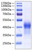 Recombinant Human Lung surfactant protein D/SFTPD(E22G) Protein (RPCB0280)