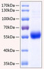 Recombinant Human TNFRSF11B/Osteoprotegerin Protein (RPCB0293)