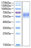 Recombinant Human CNTFR-alpha Protein (RPCB0307)