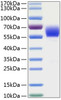Recombinant Human Serpin A3/Alpha-1-antichymotrypsin Protein (RPCB0309)