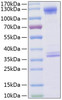 Recombinant Human C1qR/CD93 Protein (RPCB0311)