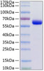 Recombinant Human Junctional adhesion molecule C/JAM-3 (A149P) Protein (RPCB0317)
