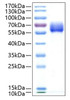 Recombinant Human TGF-beta receptor type-2/TGFR-2 Protein (RPCB0334)