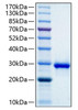 Recombinant Human IGFBP-1 Protein (RPCB0343)