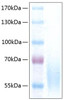 Recombinant Human CEACAM1/CD66a Protein (RPCB0348)