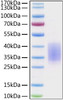 Recombinant Human CD28 Protein (RPCB0352)