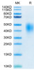 Biotinylated Recombinant Human B7-DC/PD-L2/CD273 Protein (RPCB0355)